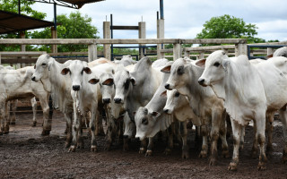 Nesta campanha devem ser vacinados animais de 0 a 24 meses de idade.