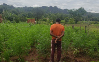 Agricultor foi preso pela PM por cultivo de maconha 