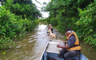 Cavalos sendo resgatados em Esperantina, no Tocantins 