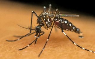 As chuvas agravam a proliferação do mosquito Aedes aegypti.