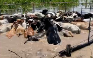 Animais ficaram presos na enchente em Esperantina.