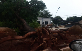 Árvore atingiu muro do cemitério de Araguaína 