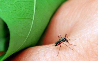 Arboviroses são as doenças causadas pelos chamados arbovírus, que incluem o vírus da dengue, Zika vírus, febre chikungunya e febre amarela.
