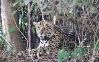Onça-pintada é o maior felino das Américas e seu peso pode chegar até 135kg