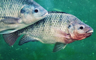 A piracema existe para permitir que o peixe complete seu ciclo de vida. 