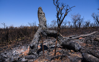Os pagamentos por serviços ambientais consistem em uma forma de incentivo à conservação e ao desenvolvimento sustentável