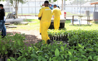 Produção das mudas faz parte do trabalho de ressocialização realizado com os custodiados do Barra da Grota. 