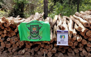 Madeira foi apreendida ficando à disposição do Naturatins.