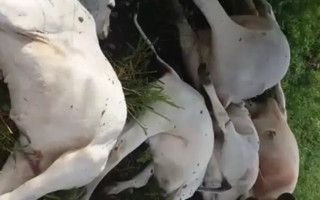 Raio matou um boi, uma vaca e sete bezerros. 