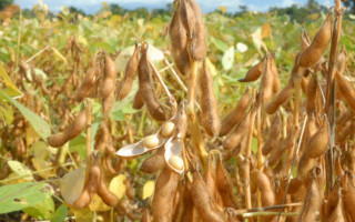Autorização do Mapa assegura o cultivo independente de vazio sanitário 