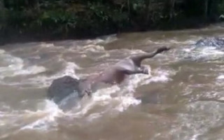 Cavalo foi encontrado em estado de decomposição no rio Taquari, em Araguatins.