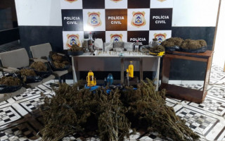 Dezenas de pés de maconha, apreendidos pela Polícia Civil em Ananás.