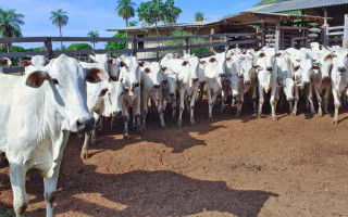 Animais de até 24 meses são o alvo da primeira etapa desta campanha de vacinação contra a febre aftosa