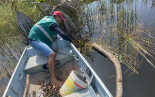  Nas últimas ações nos meses de março e abril, fiscais encontraram cobras, peixes e caranguejos presos nas armadilhas