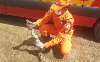De acordo com Bombeiros, 28 capturas de cobra foram registradas no mês de abril.