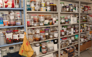 Amostras guardadas em vários tipos de potes de plástico. 