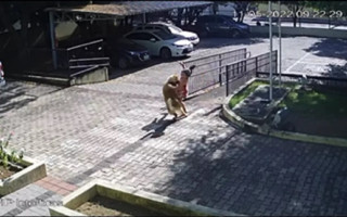 Menina foi derrubada pelo cachorro e depois atacada. 