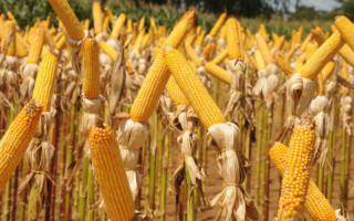 Área de cultivo do milho continua em expansão no Tocantins
