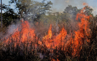  Secretaria do Meio Ambiente de Araguaína já fez 20 atendimentos do Disque Denúncia