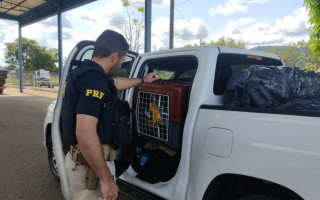 Animais estavam sendo transportados com documentação falsa e irregular.