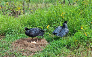 Casal de inhumas, ave símbolo do Tocantins, fez ninho na área alagada no encontro dos córregos Neblina e São Miguel 