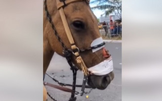 Animal com ferimento aberto no focinho.