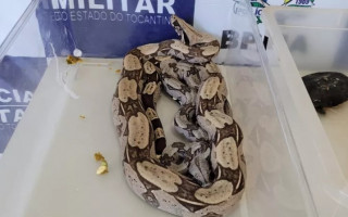 Segundo a PM, 28 dos animais estavam mortos no momento da abordagem