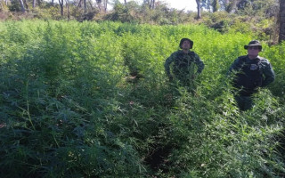 Policiais militares encontraram plantio de Cannabis Sativa após denúncia anônima