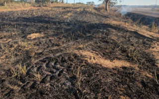 Área destruída pelas queimadas.