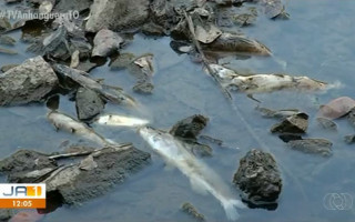 Grande quantidade de peixes mortos no rio Pau Seco preocupa moradores. 