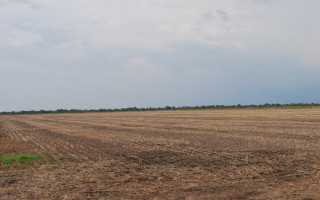 Durante o vazio sanitário não pode haver presença de plantas vivas de soja no campo.