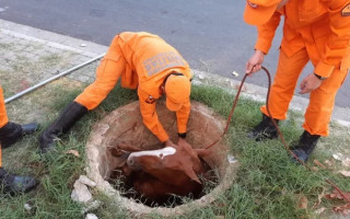 Égua foi resgatada por bombeiros. 