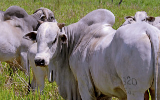Medida atende aos pedidos dos produtores pela redução da alíquota do ICMS para saídas interestaduais realizadas com gado bovino.
