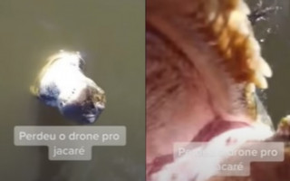 Jacaré abocanha e destrói drone no Tocantins.
