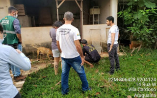 Cães resgatados pela fiscalização em Araguaína 