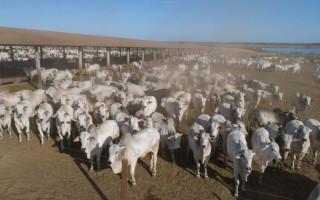 Com o voto contrário do estado do Goiás, o Governo do Tocantins está impedido de conceder a redução da base de cálculo de ICMS de gado vivo. 