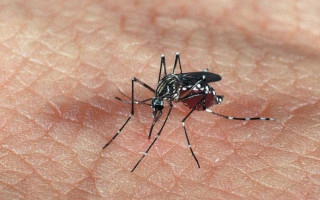  O grande vilão que transmite as duas doenças, e a zika também, é o mosquito Aedes Aegypti.