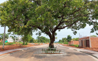 O ponto turístico que leva o nome da corrida surgiu quando a Prefeitura decidiu preservar o pequizeiro que há mais de 12 anos dá frutos e é o centro da atenção na Rua Raizal, no Setor Morada do Sol 3