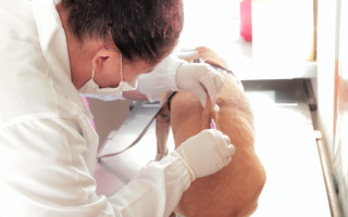 A vacinação é gratuita e pode ser aplicada em cães e gatos com mais de três meses de vida