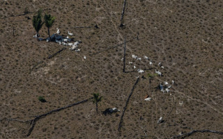 Superfícies de vegetação nativa desmatadas ilegalmente configuram-se como áreas ambientalmente protegidas.