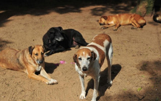A recomendação tem a finalidade de garantir os direitos dos animais.