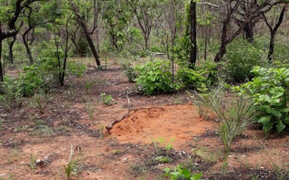 Corpo localizado em vala rasa, próximo a Jacubinha.