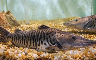 Pesca do peixe será proibida em todo o Brasil 