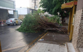 Forte ventania arrancou árvore na Av. 1º de Janeiro.