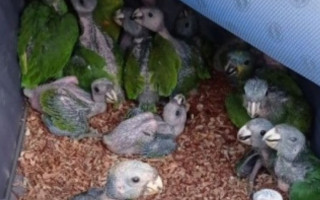 Aves regatadas em Colinas 