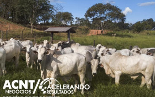 Evento acontece nesta sexta-feira, 14, em Paraíso do Tocantins.