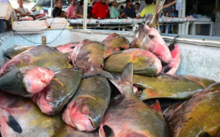 Estoques de pescados devem ser declarados até o último dia que antecede o início da Piracema 