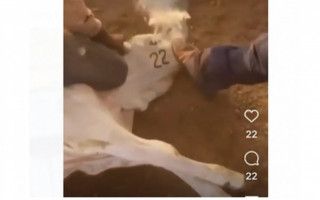 Animal ferrado com 22 