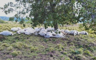 Gado morreu após ser atingido por raio em fazenda de Colméia.
