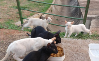 Gatinhos abandonados no Parque Cimba recebem ajuda de voluntários. 